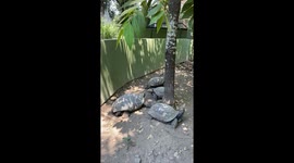 Tortoises Bob Their Heads at Each Other