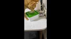 Ginger cat gets water fountain gift but has his own idea how to use it!