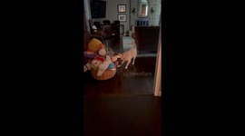 Dog Pulls Toy Out of Massive Pile