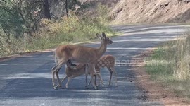 Mama Deer and Fawns Block Road