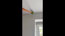 Spider Catcher Chaos