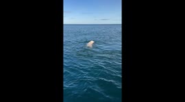 Polar Bear Encountered Swimming Far From Shore