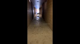 Belgian Malinois Creates Chaos With an Office Chair