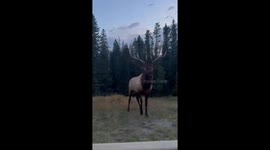 Angered elk charges at motorist to stopped roadside to film the animal
