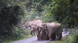 Angry elephant herd chases away tourists watching them in Thai countryside