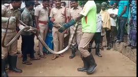 12-foot-long Rare white king cobra rescued in south india