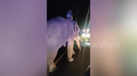 Helpful elephant moves fallen tree blocking the road