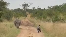 Rhino race! Rhino calf prepares himself for the 100 meter sprint during our Safari Tour