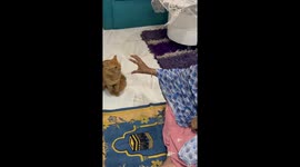 The adorable bond between ginger cat and the mom who never wanted him