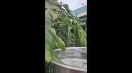 Stunning parrot can't hide her love for bathing... even on a 'CRAZY COLD' day
