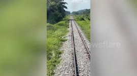 Train driver slows down for herd of cows running across tracks