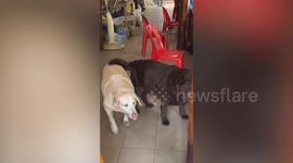 Helpful pet dog carries bucket for temple donations