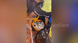 Fisherman accidentally catches sea snakes in his net