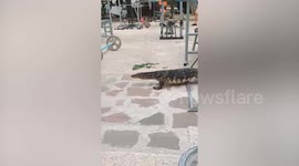 Rep-tile! Monitor lizard wanders into gym hoping to scale up on fitness