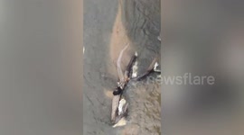 Stray dog trapped in reservoir rescued in Thailand