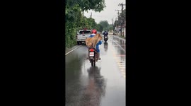 Two well-balanced pet dogs ride on the back of owner's motorcycle