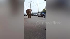 Huge wild elephant visits Buddhist temple