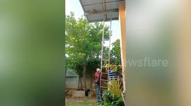 Wildlife rescuer climbs up ladder to remove large python dangling on rafters