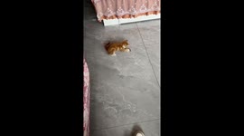 Pet cat shows off Kung Fu skills playing with toy