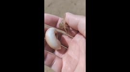 Tiny baby octopus rolls around in human's hand