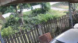 Gardener pruning tree branches injured when tree topples onto him