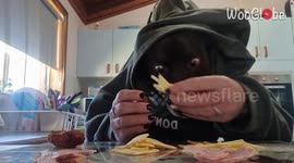 Hilarious Video of a Border Collie having some snacks *Crazy Animal Video*
