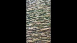 Environmental crisis: toxic algae bloom devastates UK's largest freshwater lake