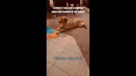 'Talking' DOG goes viral – but people are worried she’s ‘too intelligent’ Part 1/5