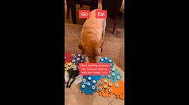 'Talking' DOG goes viral – but people are worried she’s ‘too intelligent’ Part 2/5
