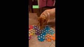 'Talking' DOG goes viral – but people are worried she’s ‘too intelligent’ Part 3/5