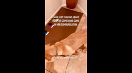 'Talking' DOG goes viral – but people are worried she’s ‘too intelligent’ Part 5/5