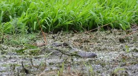 Alligator Camouflages In Murky Water