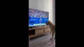 Doggo serves cuteness goals by passionately watching a US Open semi-final game