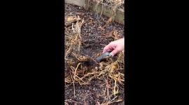 Family Rescues Snake From Garden Netting