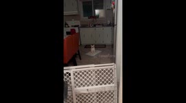 Dog Is A Bowling Pin