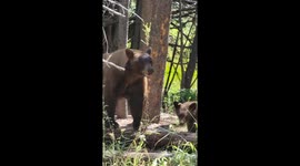 Charged By A Momma Bear