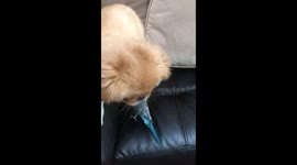 Pup and Parakeet Are Pals
