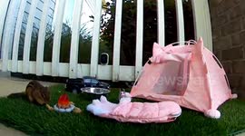 US homeowner builds mini campsite for chipmunk that visits their porch