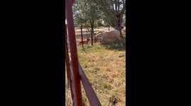 Golden Retriever Quickly Befriends Foal