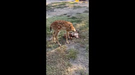 Deer Grooms A Dog
