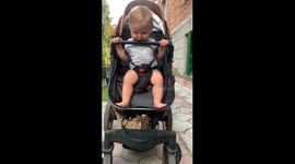 Kitty Plays With Baby in Stroller