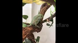 'I'm not hungry!' Pet frog THROWS away insect handed to him by owner