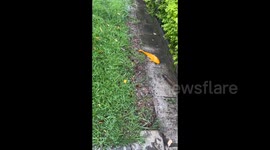 Student rescues koi fish stranded on land at uni campus in China