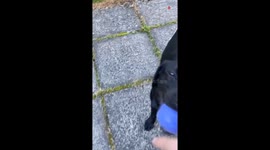 Dog's HILARIOUS failed attempts at catching a ball show that life isn't always meant to be taken seriously