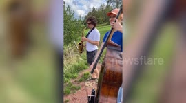 Herd of cows rushes down a field to enjoy free jazz performance