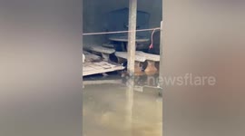 Hero neighbours rescue puppies stranded in floods in northeast Thailand