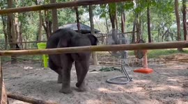Baby elephant kicks sand in enclosure while cooling off in front of fan