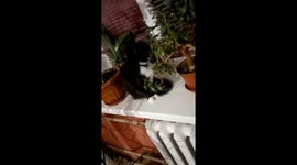 Clumsy pet cat chews leaves from owner's plant and breaks its pot