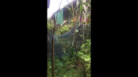 Resident carefully uses scissors to free white kitten tangled in garden net