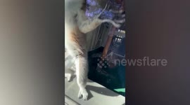 Ring-tailed lemur tries to catch cloth being used to wipe glass outside cage